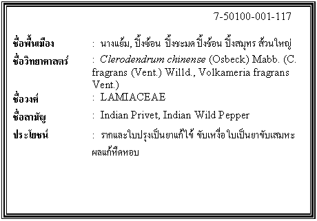 กล่องข้อความ: 7-50100-001-117 ชื่อพื้นเมือง : นางแย้ม, ปิ้งซ้อน ปิ้งชะมด ปิ้งช้อน ปิ้งสมุทร ส้วนใหญ่ ชื่อวิทยาศาสตร์ : Clerodendrum chinense (Osbeck) Mabb. (C. fragrans (Vent.) Willd., Volkameria fragrans Vent.) ชื่อวงศ์ : LAMIACEAE ชื่อสามัญ : Indian Privet, Indian Wild Pepper ประโยชน์ : รากและใบปรุงเป็นยาแก้ไข้ ขับเหงื่อ ใบเป็นยาขับเสมหะ ผลแก้หืดหอบ